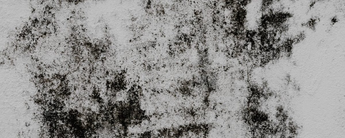 mold on a wall