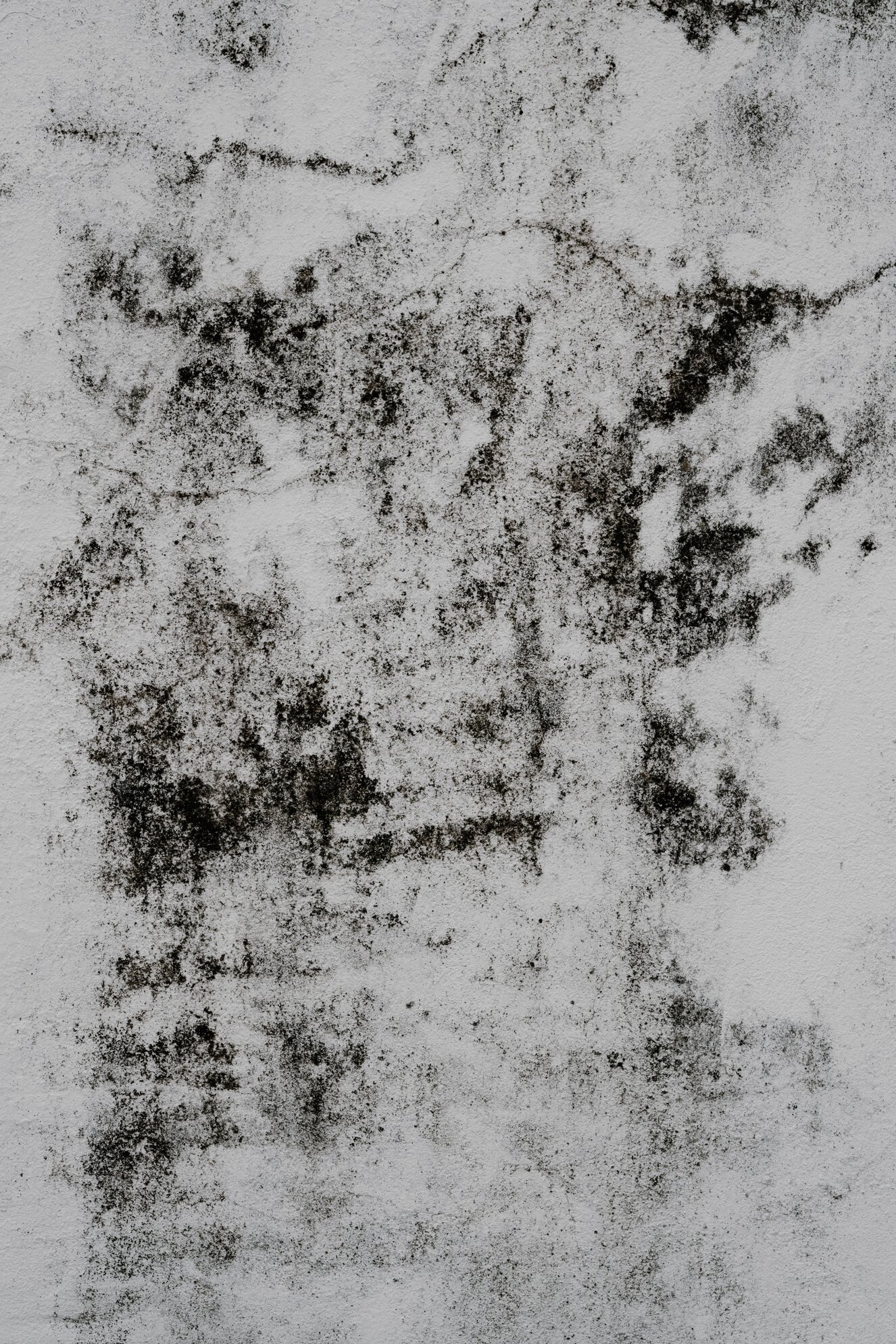 mold on a wall